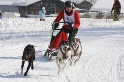 Lenk 2012 SM